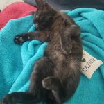 Baloo Mon Chat  Européen Mâle - Garde d'animaux à domicile