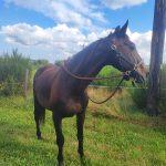 Nabucco Mon Cheval  Selle Français Mâle stérilisé - Garde d'animaux à domicile