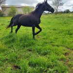 Totem Mon Cheval  Trotteur Français Mâle stérilisé - Garde d'animaux à domicile