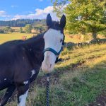 Saphir Mon Cheval  Paint-horse Mâle - Garde d'animaux à domicile