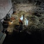 Poulettes Mon Animal de ferme Poules  Femelle - Garde d'animaux à domicile