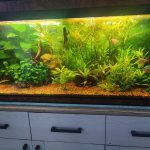 20 Poissons - 300 Litres Mon Aquarium d’eau douce    - Garde d'animaux à domicile