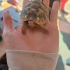 Images de profil de Céline - Blooming Pets - Petsitting et garde d'animaux à domicile