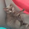 Images de profil de Céline - Blooming Pets - Petsitting et garde d'animaux à domicile