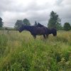 Images de profil de Céline - Blooming Pets - Petsitting et garde d'animaux à domicile