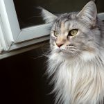 Poppy Mon Chat  Maine Coon Femelle - Garde d'animaux à domicile