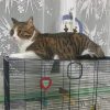 Images de profil de audrey - Blooming Pets - Petsitting et garde d'animaux à domicile