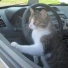 Images de profil de audrey - Blooming Pets - Petsitting et garde d'animaux à domicile