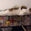 Images de profil de audrey - Blooming Pets - Petsitting et garde d'animaux à domicile