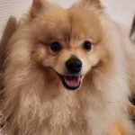 Izanagi Mon Chien  Spitz Moyen Mâle stérilisé - Garde d'animaux à domicile