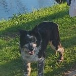 Mina Mon Chien  Border Collie Femelle stérilisée - Garde d'animaux à domicile