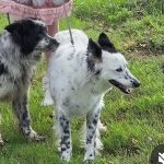 Athena Mon Chien  Border Collie Femelle stérilisée - Garde d'animaux à domicile