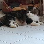 Calinou Mon Chat  European Shorthair (Européen) Mâle stérilisé - Garde d'animaux à domicile