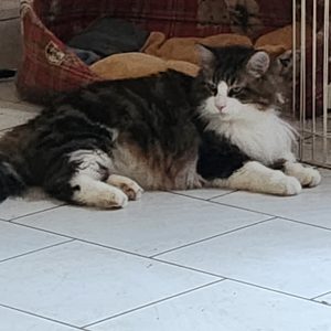 Calinou