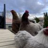 Images de profil de LAETITIA - Blooming Pets - Petsitting et garde d'animaux à domicile