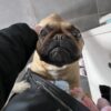 Images de profil de LAETITIA - Blooming Pets - Petsitting et garde d'animaux à domicile