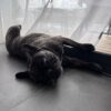 Images de profil de LAETITIA - Blooming Pets - Petsitting et garde d'animaux à domicile