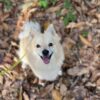 Images de profil de LAETITIA - Blooming Pets - Petsitting et garde d'animaux à domicile