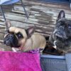Images de profil de LAETITIA - Blooming Pets - Petsitting et garde d'animaux à domicile
