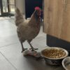 Images de profil de LAETITIA - Blooming Pets - Petsitting et garde d'animaux à domicile