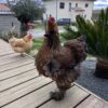 Images de profil de LAETITIA - Blooming Pets - Petsitting et garde d'animaux à domicile