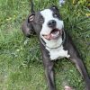 Images de profil de Laetitia - Blooming Pets - Petsitting et garde d'animaux à domicile