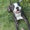 Images de profil de Laetitia - Blooming Pets - Petsitting et garde d'animaux Ă domicile