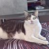 Images de profil de Laetitia - Blooming Pets - Petsitting et garde d'animaux à domicile