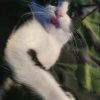 Images de profil de Laetitia - Blooming Pets - Petsitting et garde d'animaux à domicile