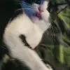 Images de profil de Laetitia - Blooming Pets - Petsitting et garde d'animaux Ă domicile