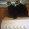 Images de profil de Laetitia - Blooming Pets - Petsitting et garde d'animaux Ă domicile