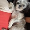Images de profil de Ambre - Blooming Pets - Petsitting et garde d'animaux à domicile