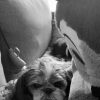 Images de profil de Ambre - Blooming Pets - Petsitting et garde d'animaux à domicile