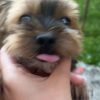 Images de profil de Ambre - Blooming Pets - Petsitting et garde d'animaux à domicile