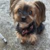 Images de profil de Ambre - Blooming Pets - Petsitting et garde d'animaux à domicile