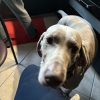 Images de profil de Lalie - Blooming Pets - Petsitting et garde d'animaux à domicile