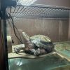 Images de profil de Lalie - Blooming Pets - Petsitting et garde d'animaux à domicile