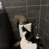 Images de profil de Lalie - Blooming Pets - Petsitting et garde d'animaux à domicile