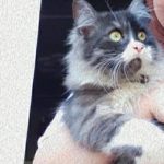 Léo Mon Chat  Croisé Mâle - Garde d'animaux à domicile
