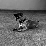 Rosa Mon Chien  Berger Belge Malinois Femelle - Garde d'animaux à domicile