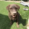 Images de profil de Lana - Blooming Pets - Petsitting et garde d'animaux à domicile
