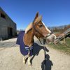 Images de profil de Lana - Blooming Pets - Petsitting et garde d'animaux à domicile
