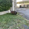 Images de profil de Lana - Blooming Pets - Petsitting et garde d'animaux à domicile