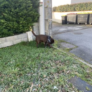 Images de profil de Lana - Blooming Pets - Petsitting et garde d'animaux à domicile