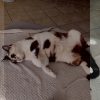 Images de profil de Lana - Blooming Pets - Petsitting et garde d'animaux à domicile