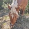 Images de profil de Lana - Blooming Pets - Petsitting et garde d'animaux à domicile
