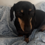 Joyce Mon Chien  Teckel Femelle - Garde d'animaux à domicile