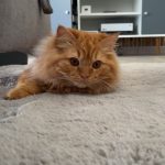 Tao Mon Chat  British Longhair Mâle stérilisé - Garde d'animaux à domicile