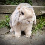 Toky Mon Lapin  Bélier nain Mâle - Garde d'animaux à domicile