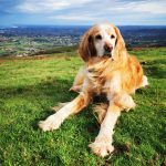 Wapa Mon Chien  Setter Anglais Femelle - Garde d'animaux à domicile